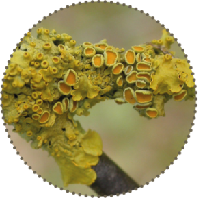 Flat crusty lichens called Crustose